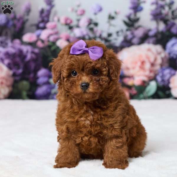 Zoey, Miniature Poodle Puppy